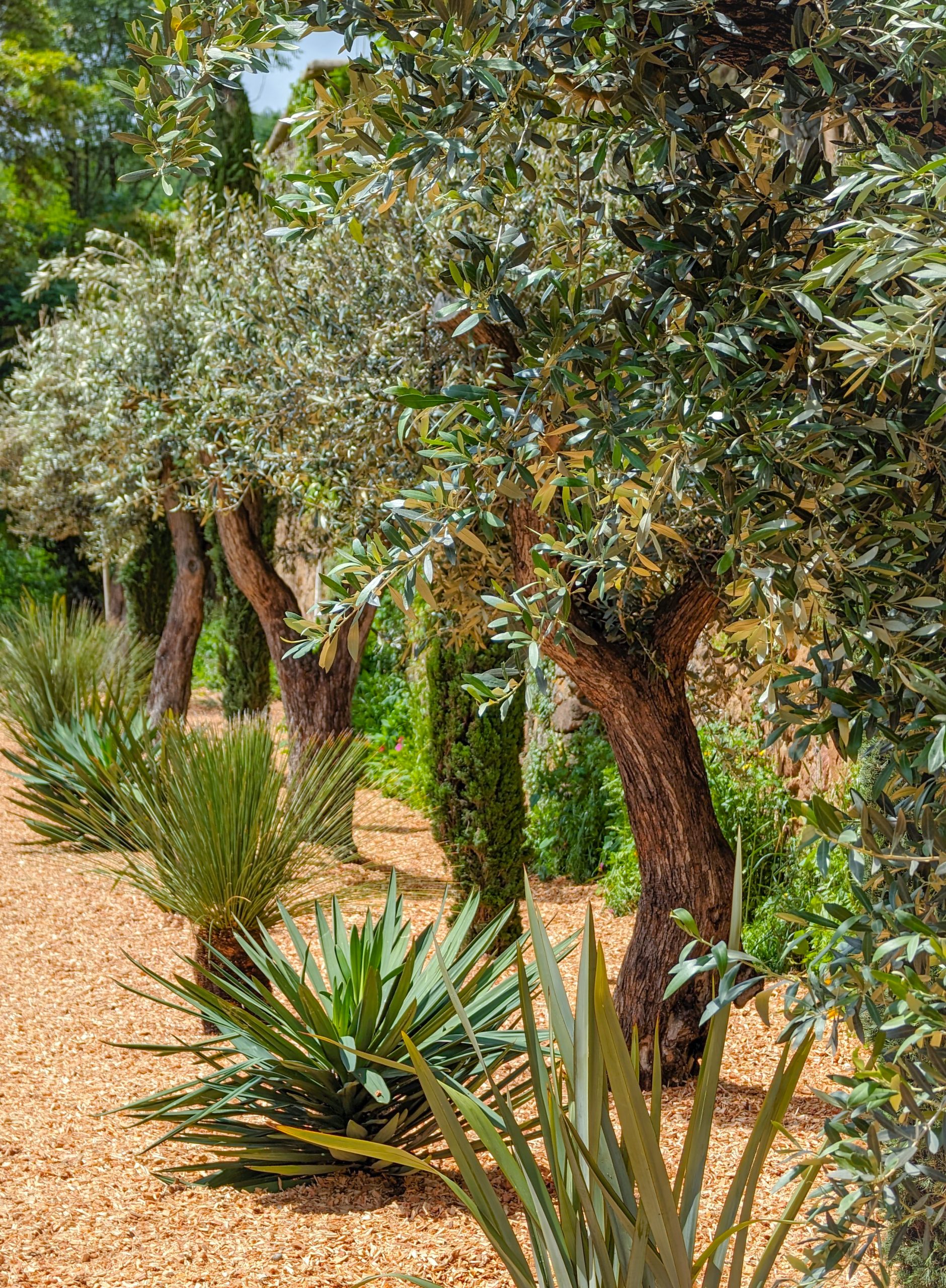 Jardin oliviers Château de Villars